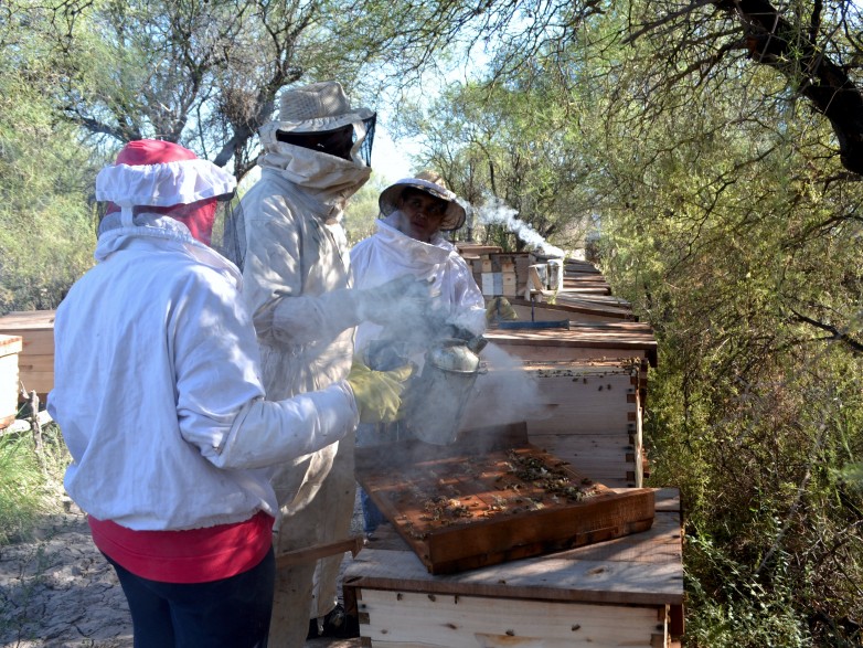 Ambiente y comunidades originarias realizaron la cuarta cosecha de miel